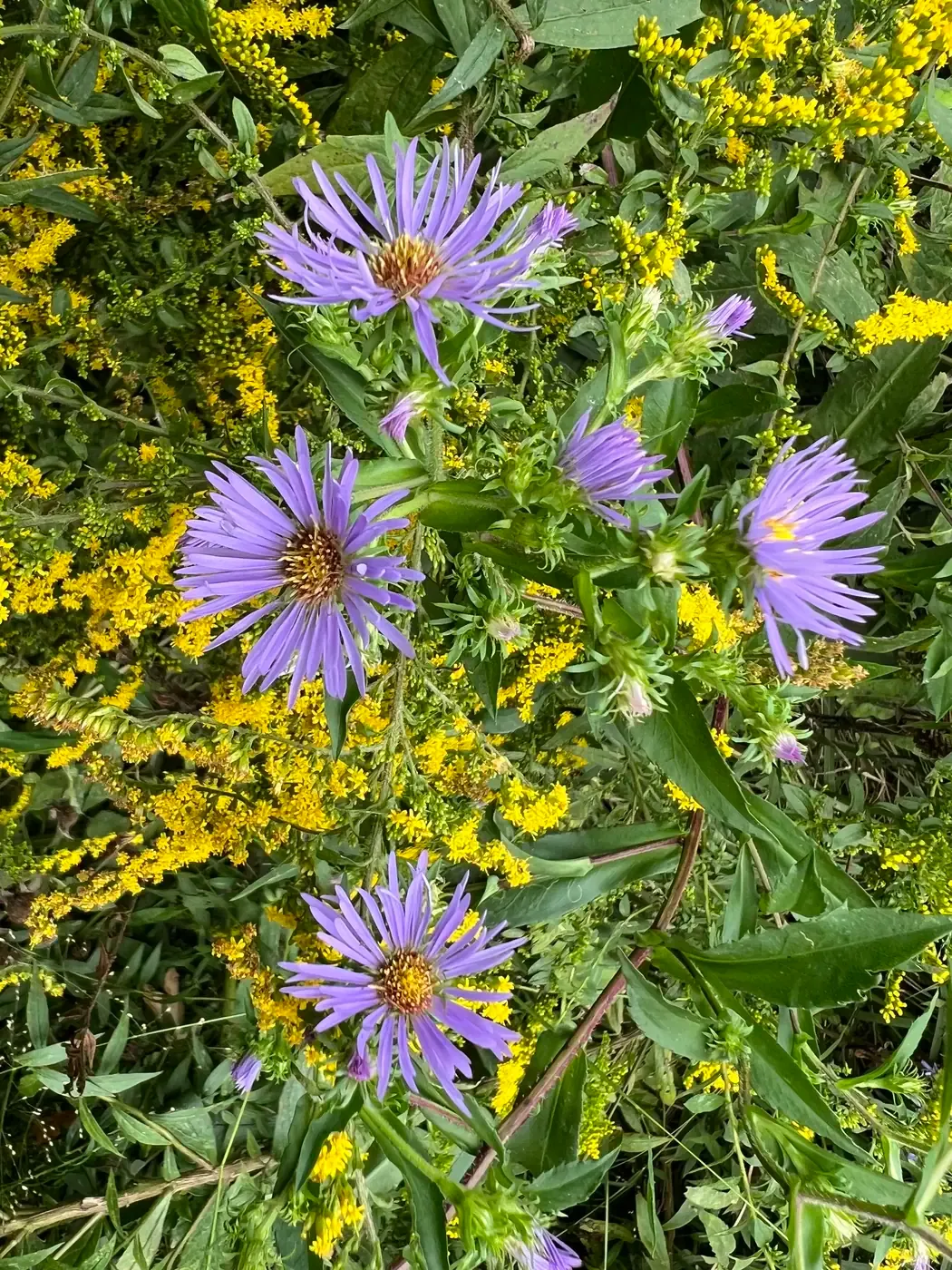 A dark swallowtail butterfly feeding on purple asters among tall goldenrod