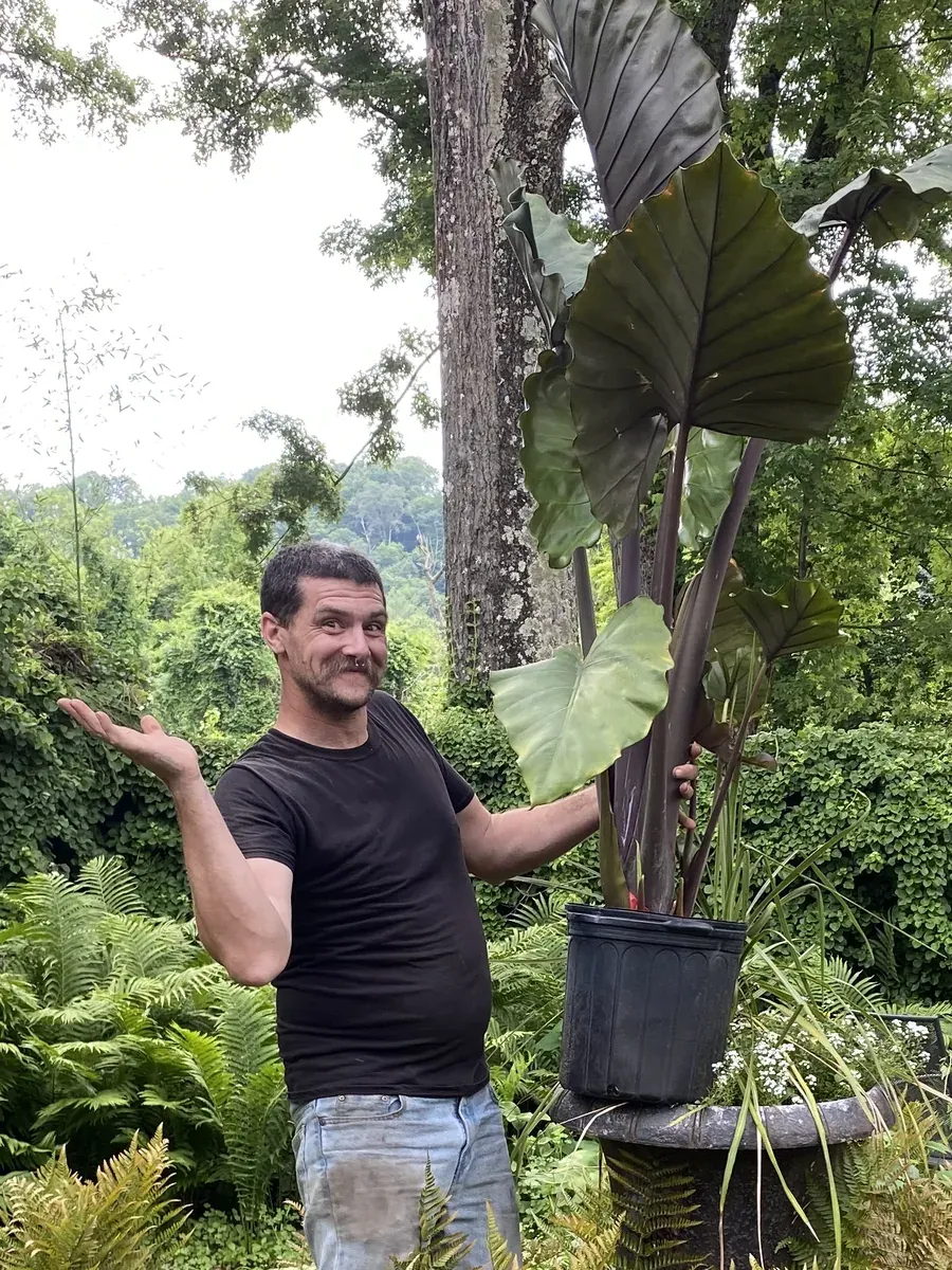 Frank holding up a potted elephant ear