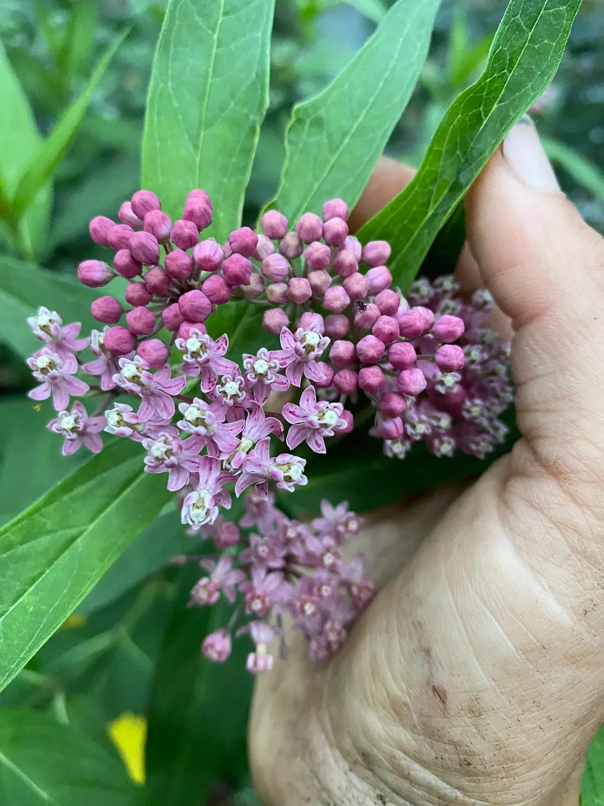 A hand cradling a cluster of pink swamp milkweed, some florets open and the rest still in tight bud