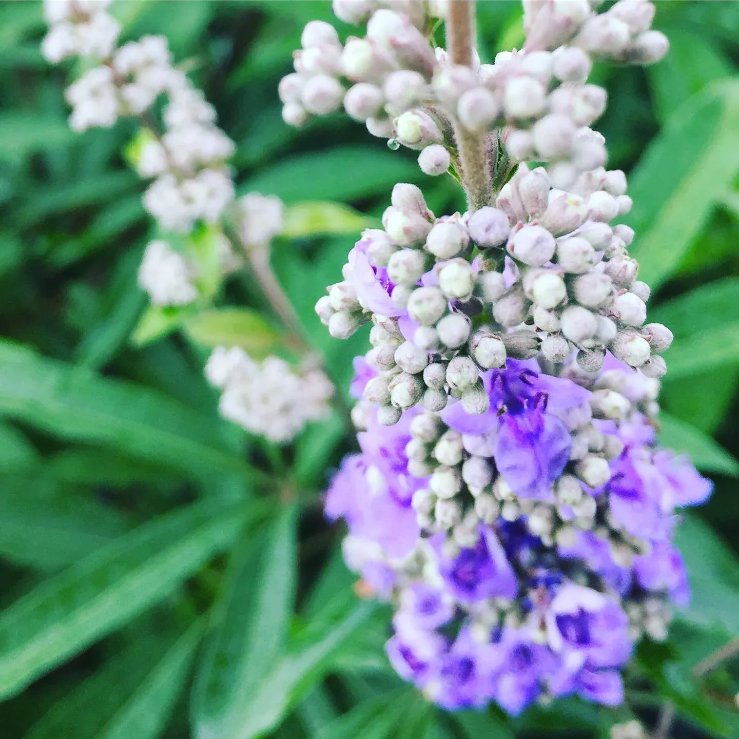 Photograph by RiverGirl Gardens