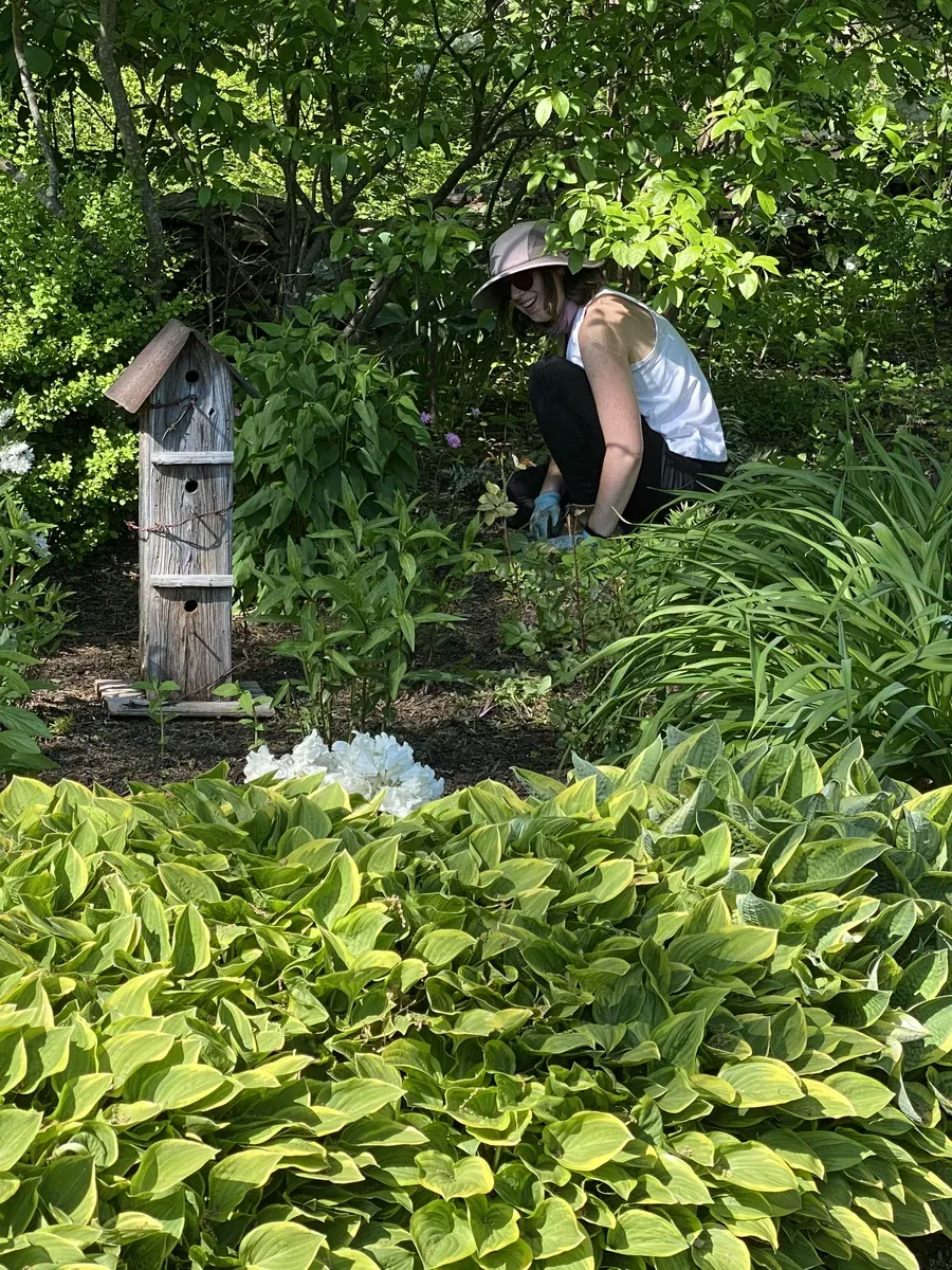 Steph working in a border of hostas