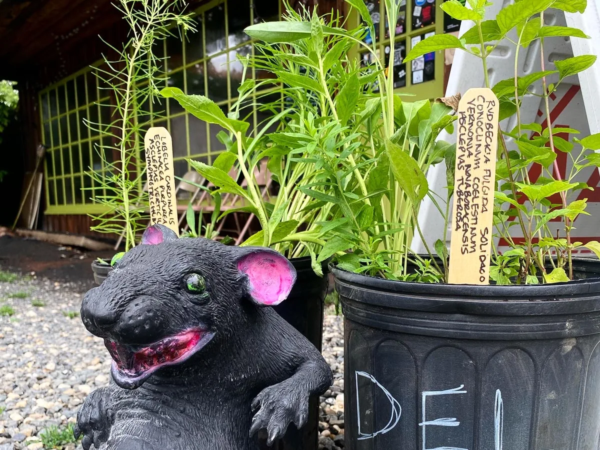 A grinning black rubber rat propped on gravel beside two nursery pots of leafy native perennials, each pot carrying a hand-lettered wooden plant label.