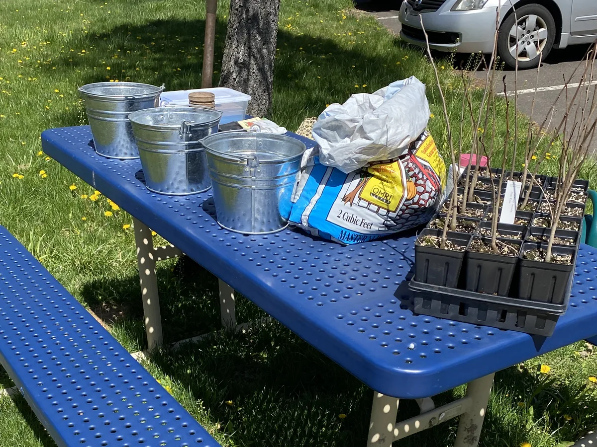 Galvanized buckets, an open bag of soil and two trays of bare-stemmed tree seedlings staged on a blue picnic table on a sunlit lawn.