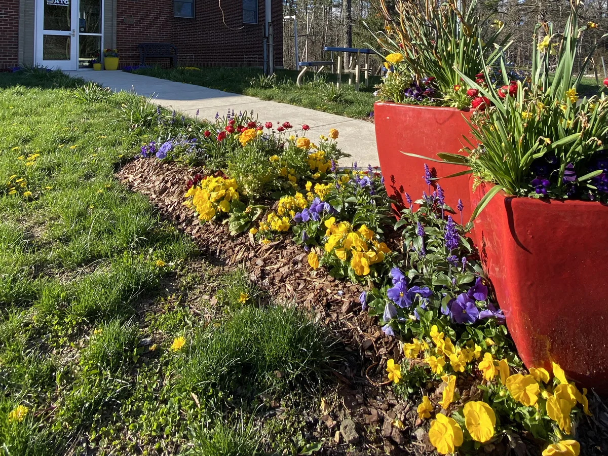 A mulched spring bed of yellow and purple pansies, red blooms and purple flower spikes curving along a concrete walkway, with two tall red planters of flowers at the right.