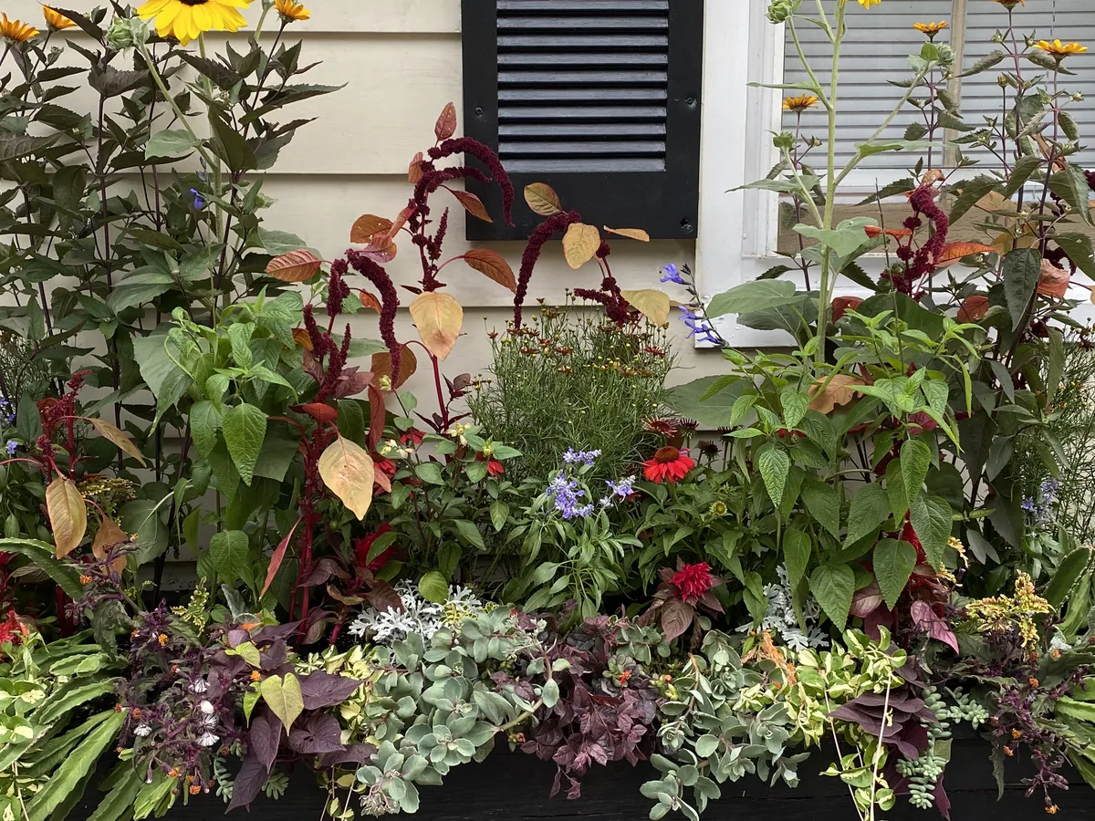 Burgundy amaranth and dark foliage crowding a long window trough