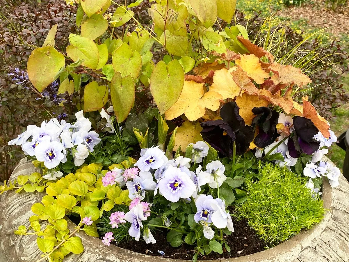 Autumn foliage and pansies layered in a wide bowl