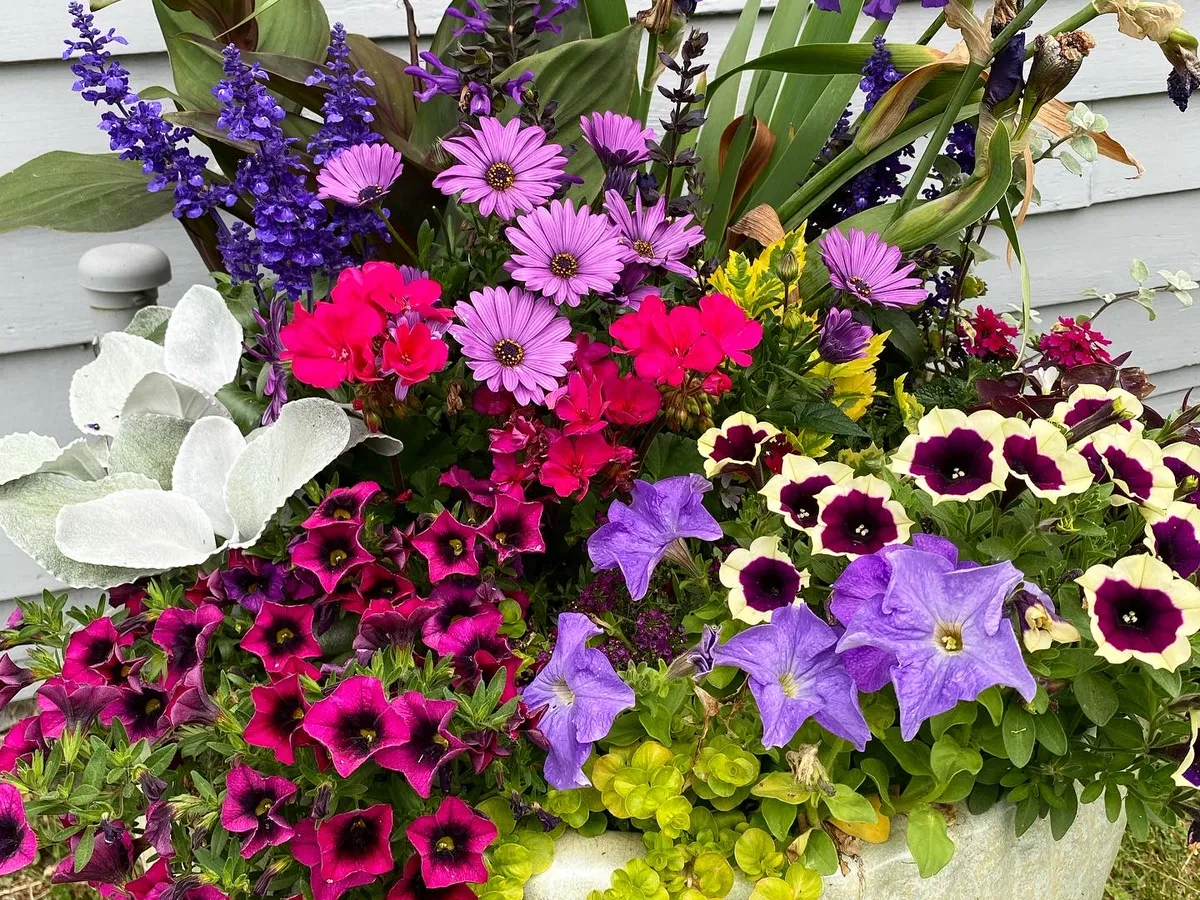 Magenta petunias and white daisies packed into one planter