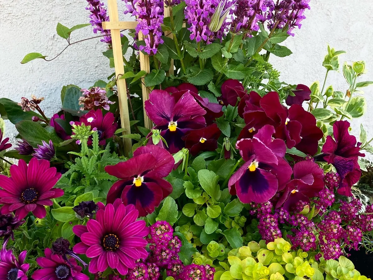 Burgundy pansies and magenta gerbera beneath purple salvia