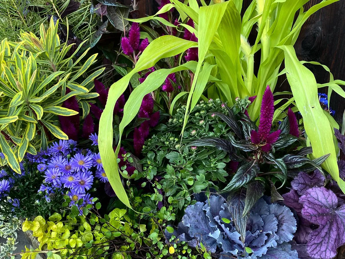 Chartreuse blades and ornamental cabbage among burgundy foliage