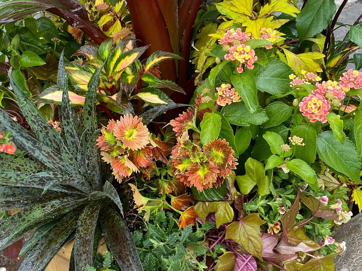 A muted arrangement of coppery foliage and peach blooms