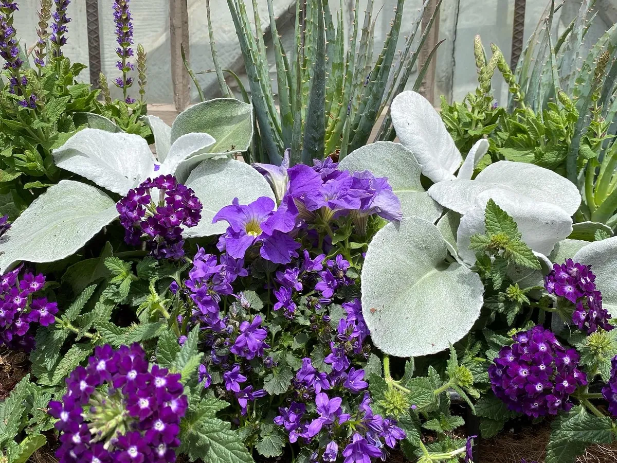 Silver dusty miller and purple verbena spilling from a greenhouse planter