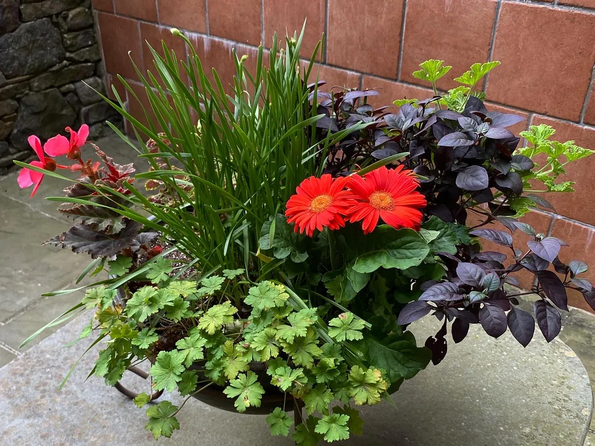 Scarlet gerbera and dark foliage in a pot against a brick wall