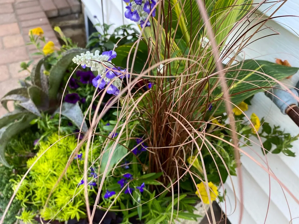 Ornamental grasses and spiky foliage spilling from a planter
