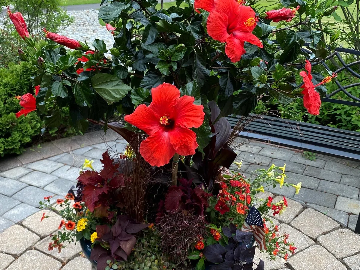 A red hibiscus standard underplanted with dark coleus on a stone patio