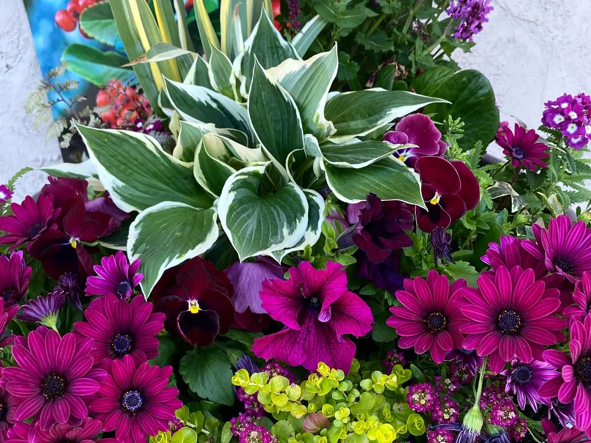 Variegated hosta above magenta gerbera, purple salvia and creeping jenny