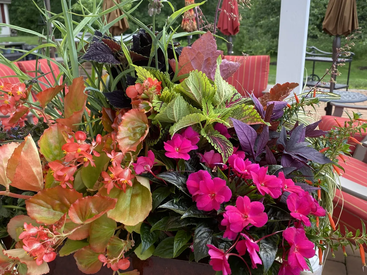 Hot pink blooms against bronze coleus in a patio pot