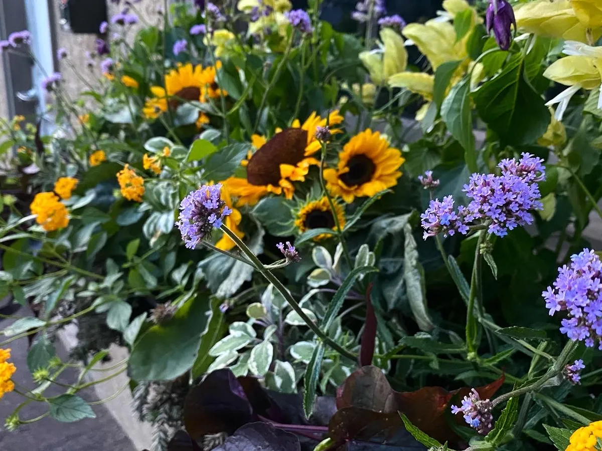 Sunflowers and marigolds in a late-summer planting