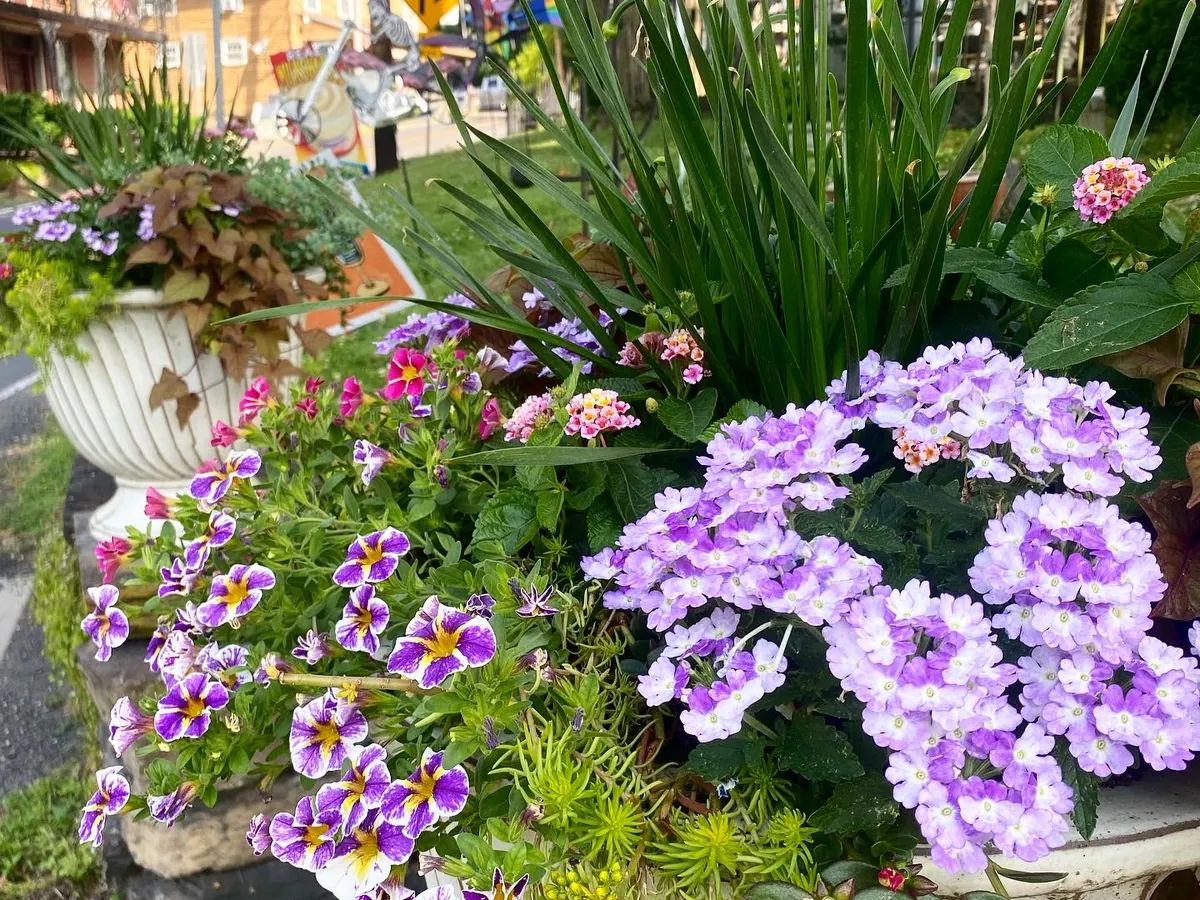 Lavender verbena and calibrachoa massed around an upright grass