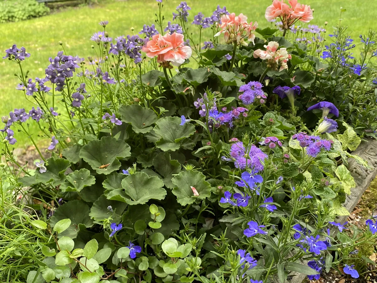 Peach geraniums above a haze of blue ageratum and lobelia