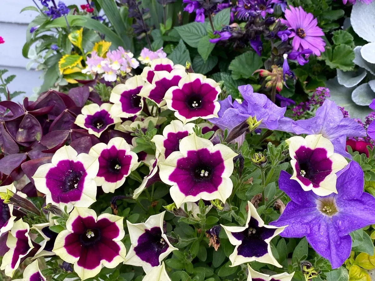 Deep burgundy petunias edged in white beside lavender blooms