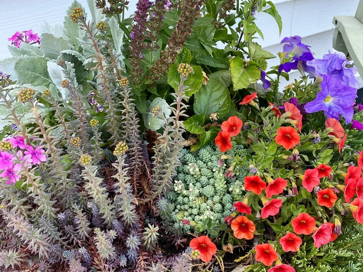 Red salvia and purple spires in a full summer container