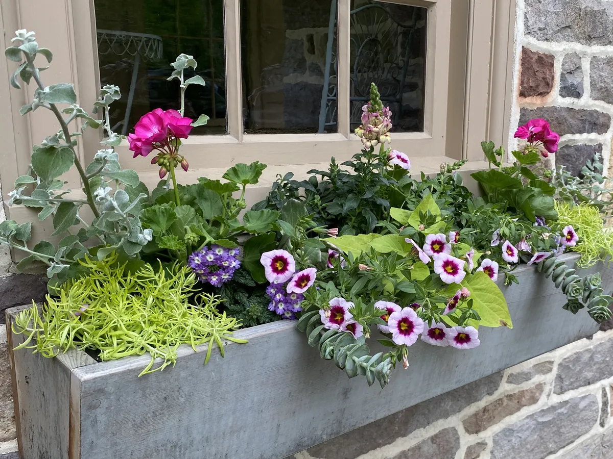 Picotee petunias, geranium and licorice plant in a stone window box