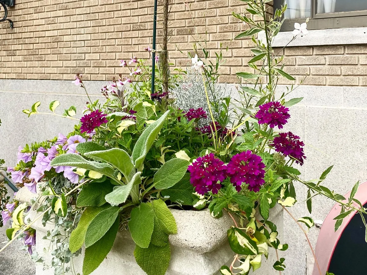 A clipped topiary over lamb's ear and magenta verbena in a stone urn