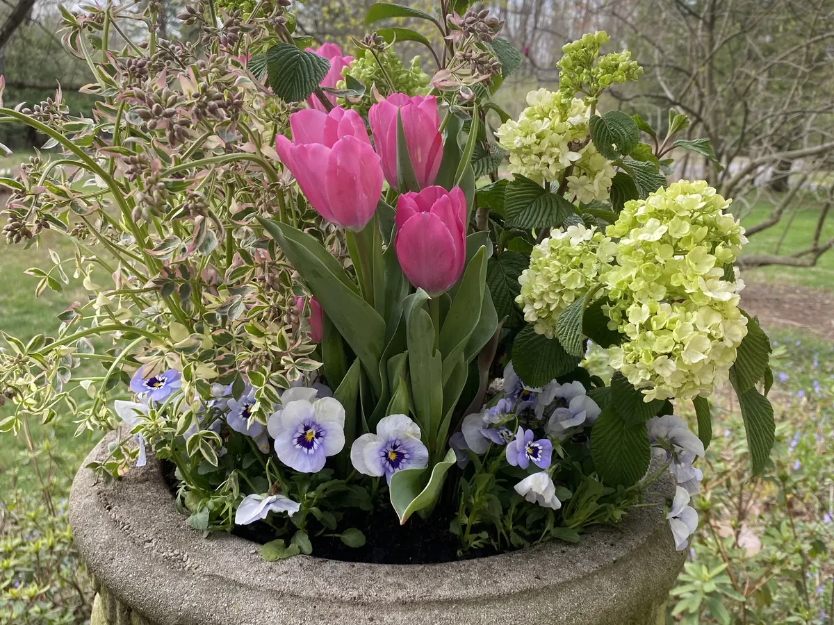Pink tulips and white hydrangea over trailing pansies in a stone urn