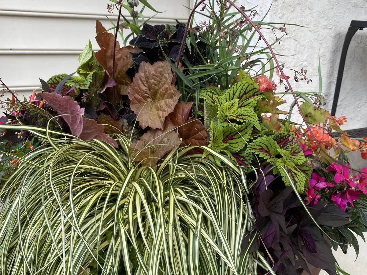 Variegated grass and dark coleus in a raised planter