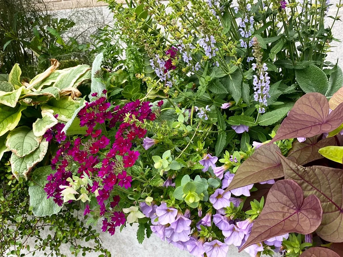 Magenta verbena, pale salvia and sweet potato vine in a stone trough
