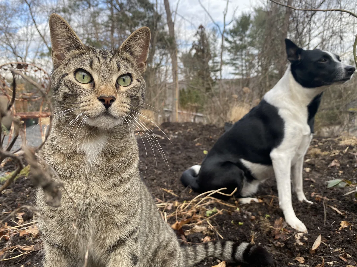 A green-eyed tabby cat sitting up close to the camera, with a black-and-white dog behind it on a bed of bare soil and leaf litter in early spring