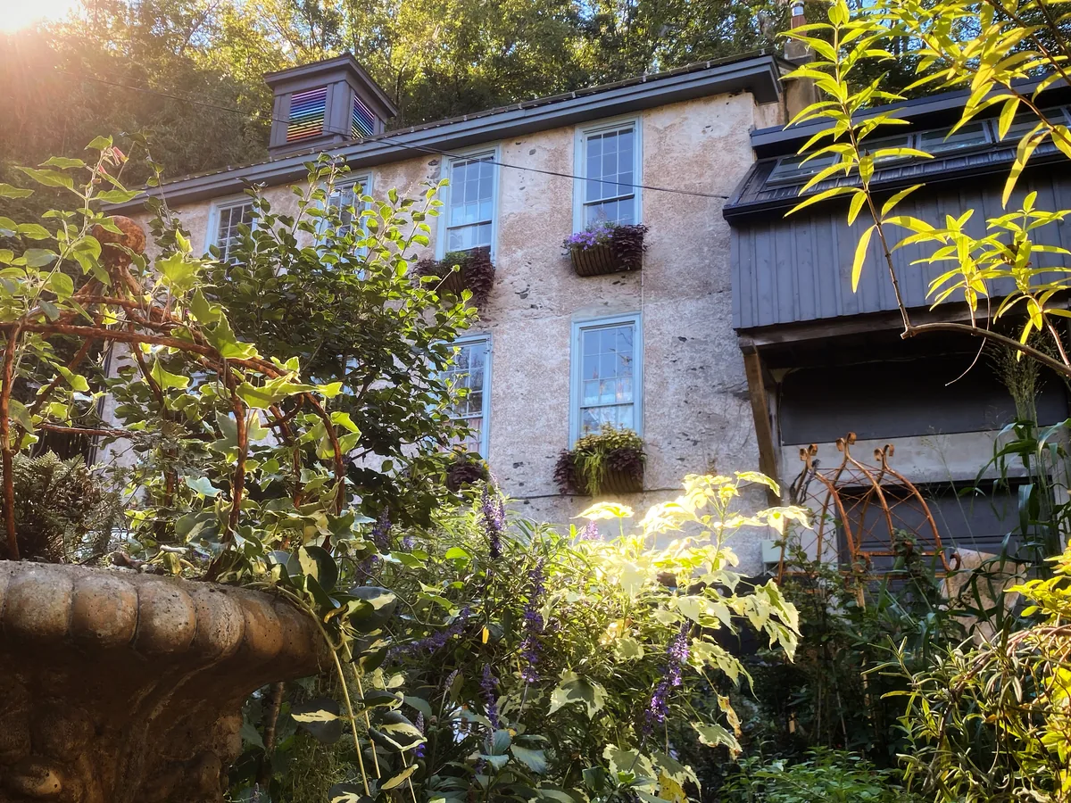 A tall old stone house with pale blue window frames and planted window boxes, seen from the garden below through ivy, variegated shrubs and purple flower spikes in low sun
