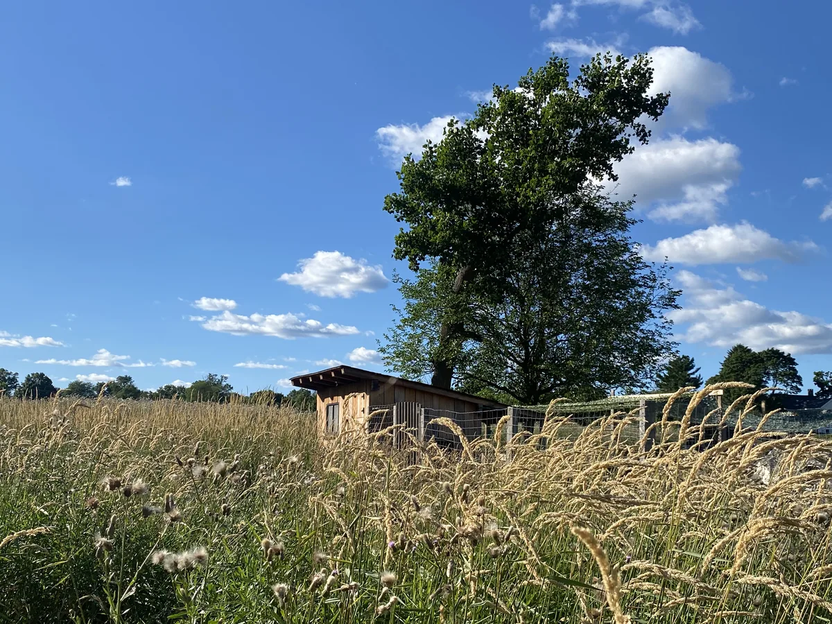 A meadow of seeding grasses and thistledown running up to a timber shelter and wire run, under a broad shade tree and a blue sky of scattered cloud