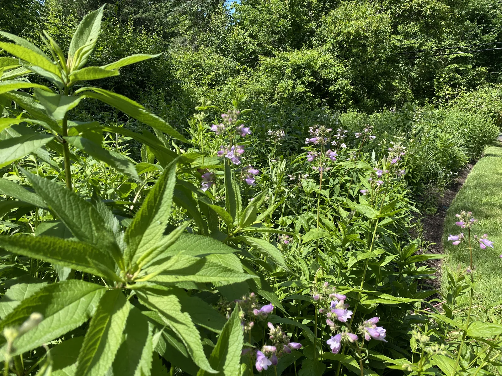 Pocket Meadow — after