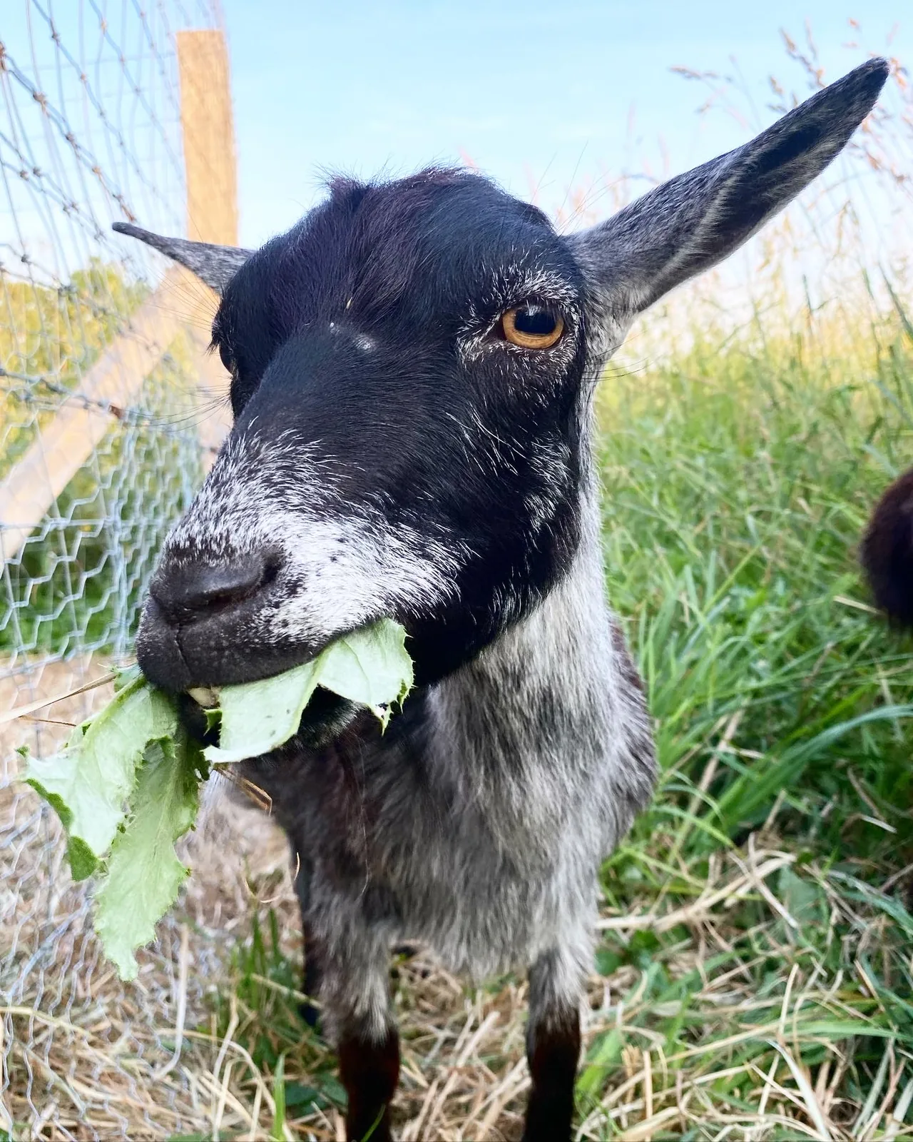 A black-and-silver goat close up beside a wire fence, a broad green leaf hanging from its mouth
