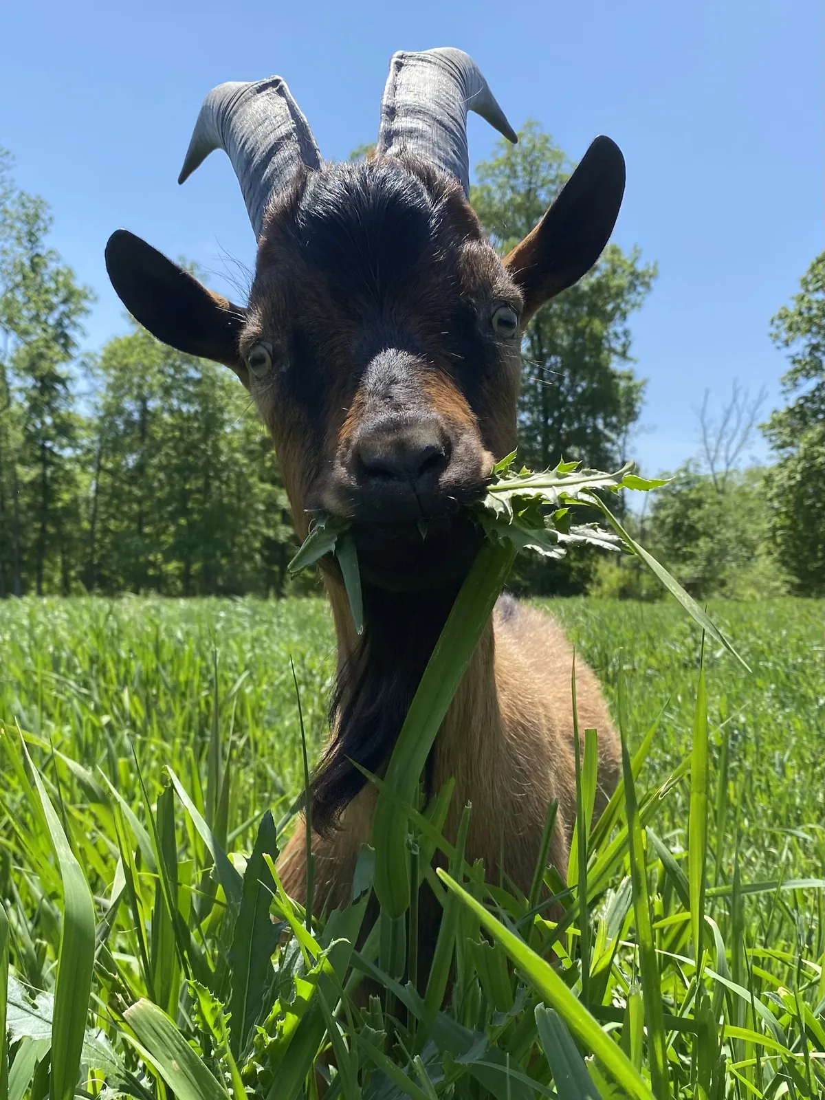 A horned, bearded goat with a black face mask standing chest-deep in green pasture, a leafy weed in its mouth