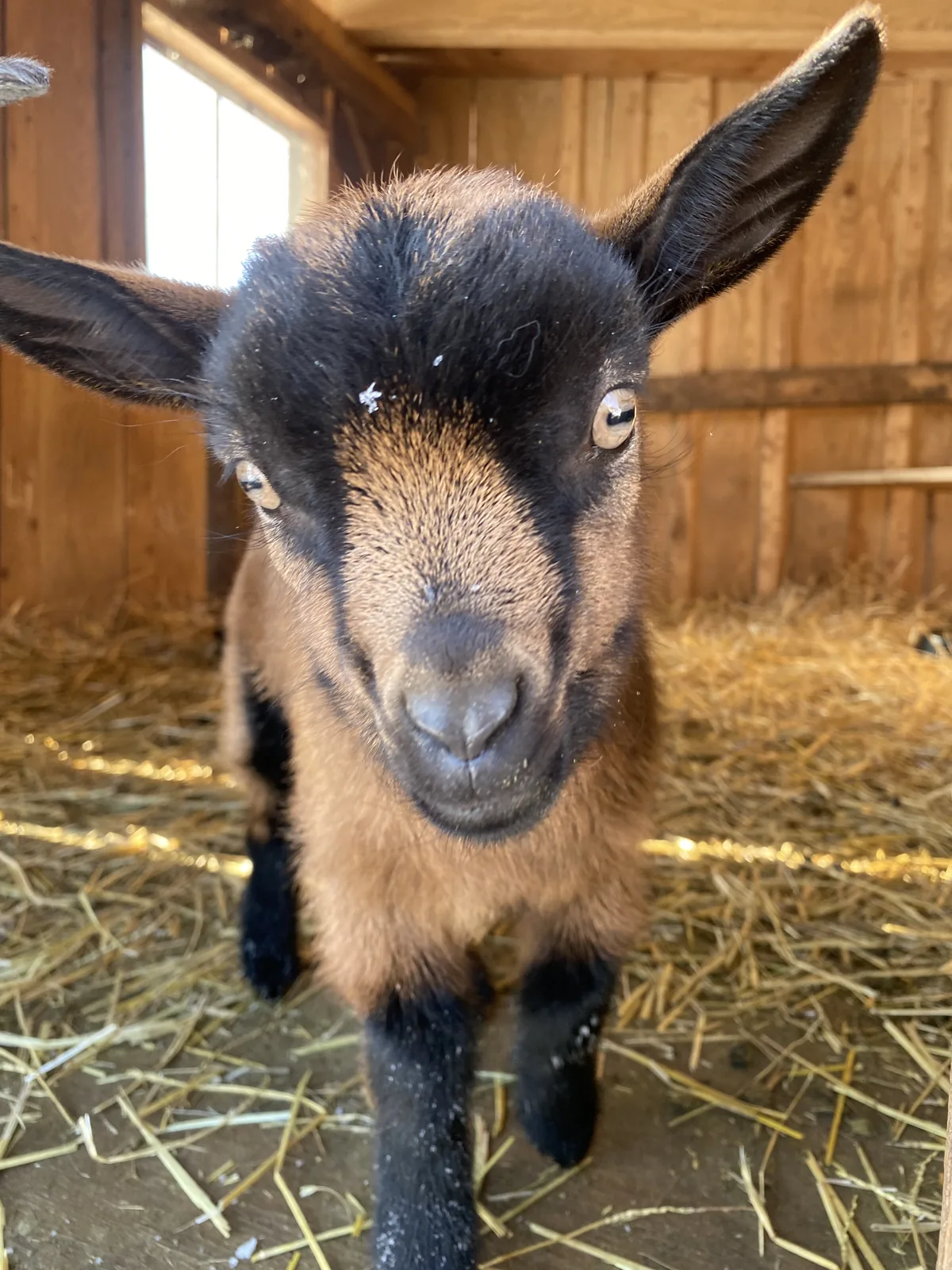 A brown goat kid with a dark face mask and tan cheeks looking into the camera, standing on straw bedding in a wood-panelled barn