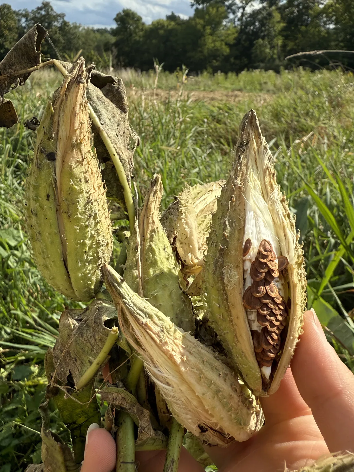 A hand holding a bunch of split milkweed pods, brown seeds and white floss spilling from the open one