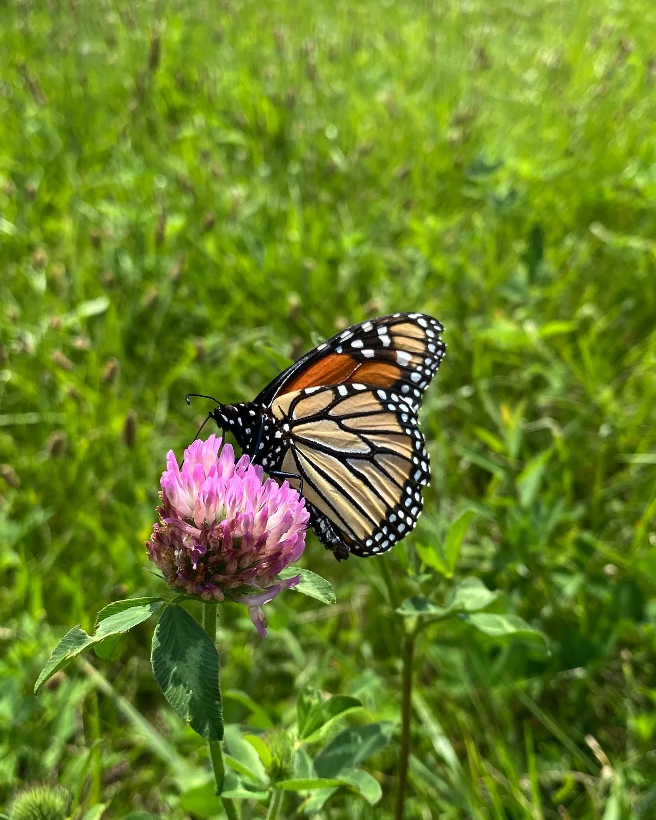 A monarch butterfly, wings closed, feeding on a magenta head of red clover in tall sunlit grass